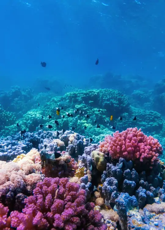 Dykkerrejser med Amisol Travel og Emocean Travel til Sharm EL Sheikh. 