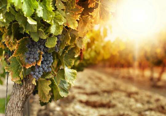 Vinsmagning i Syditalien med maleriske solnedgange 