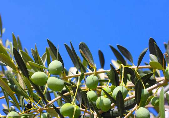Olivengårde og produktion af de skønneste råvarer i Calabrien