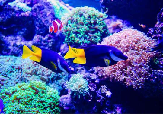 Snorkling og dykking blant Hurghadas fargerike koraller