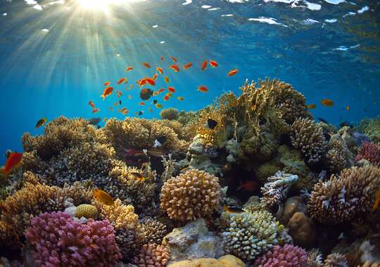 Utforsk Tiran Island - familievennlig båttur 